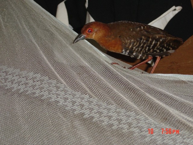 紅腳秧雞 - ML246506321