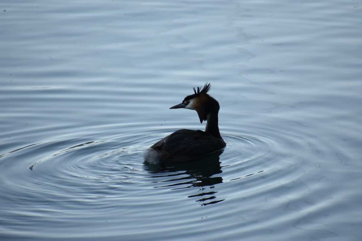 Great Crested Grebe - ML246507021