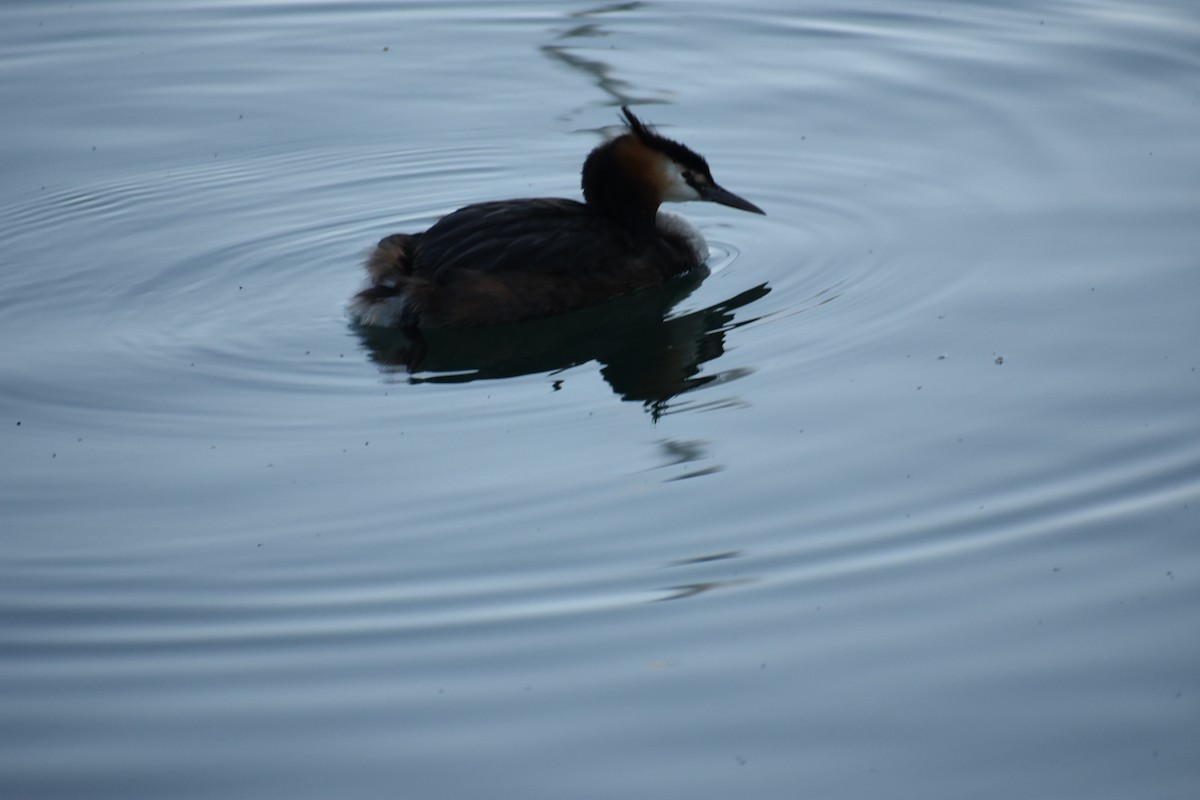 Great Crested Grebe - ML246507131