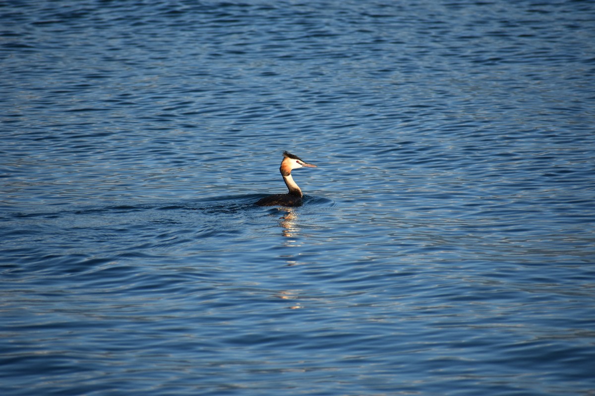 Great Crested Grebe - ML246507321