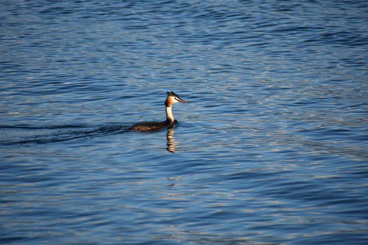 Great Crested Grebe - ML246507331