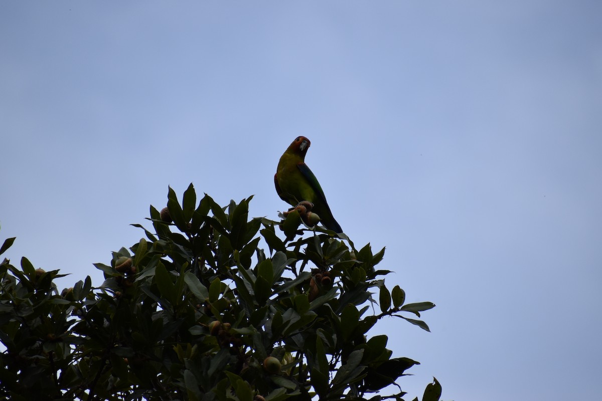 Rusty-faced Parrot - ML246512821