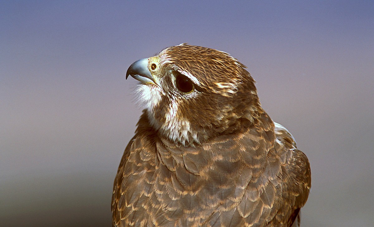 Prairie Falcon - Jerry Liguori