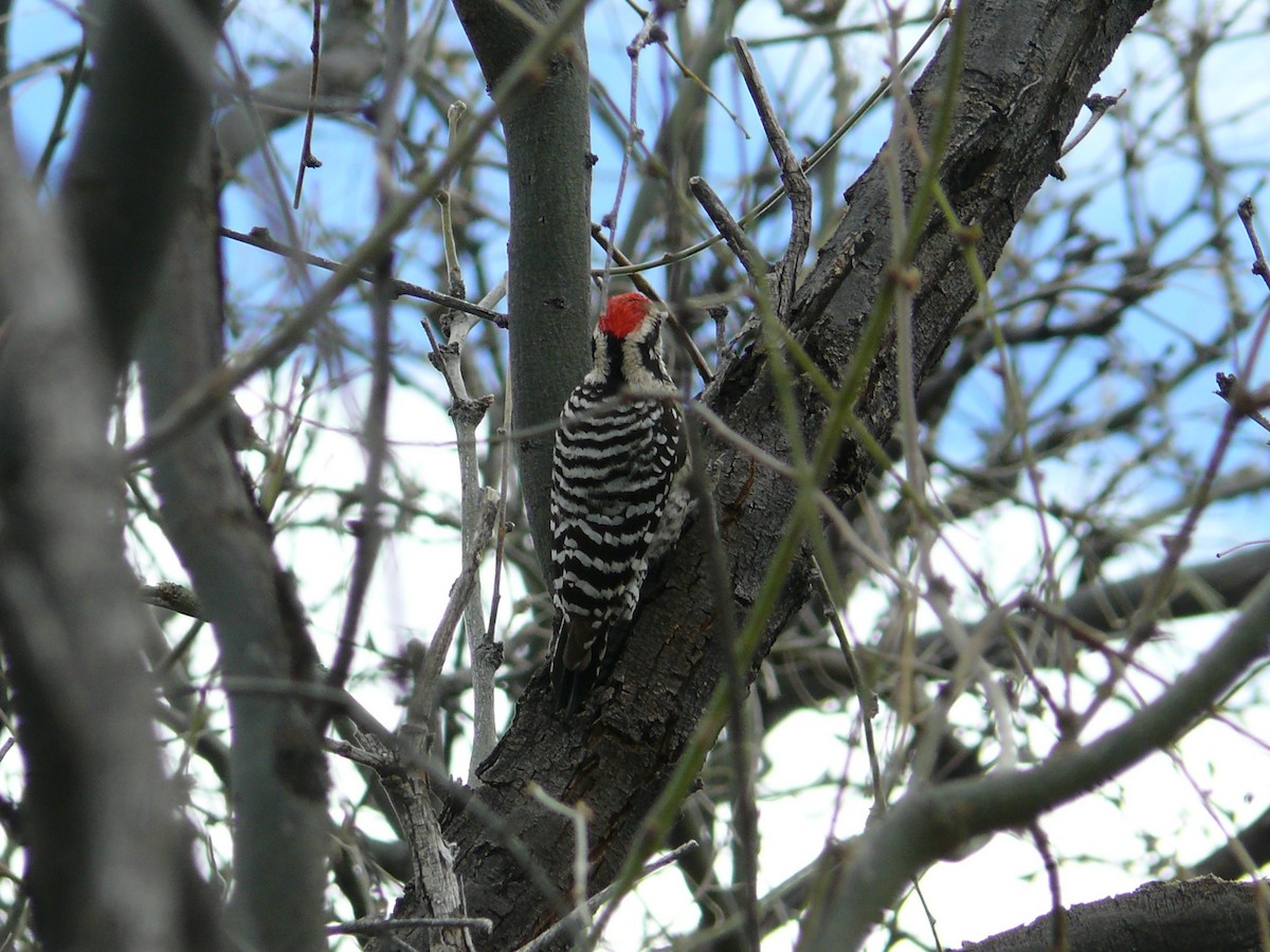 Ladder-backed Woodpecker - Sam Mroz