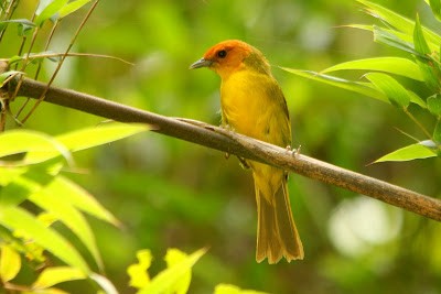 Rust-and-yellow Tanager - Kris Webb