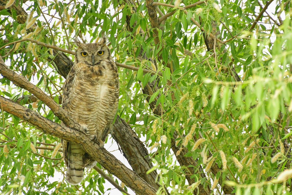 Great Horned Owl - Libby Burtner