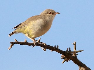  - Yellow-vented Eremomela