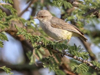  - Yellow-vented Eremomela