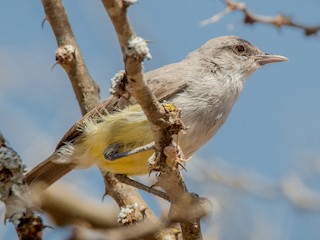  - Yellow-vented Eremomela