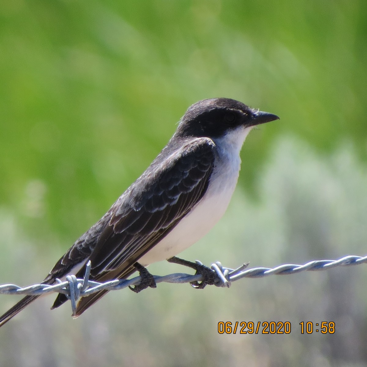 Ebird Checklist Jun Parke Creek Rd Ellensburg Us Wa