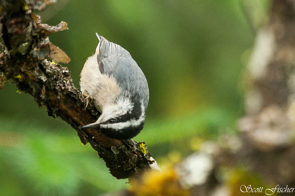 Red-breasted Nuthatch - ML246548011
