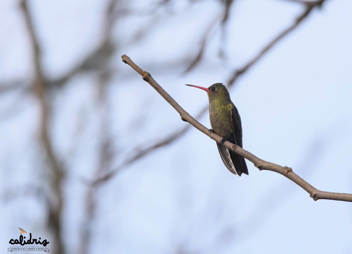 Gilded Hummingbird - Mauricio Schmithalter