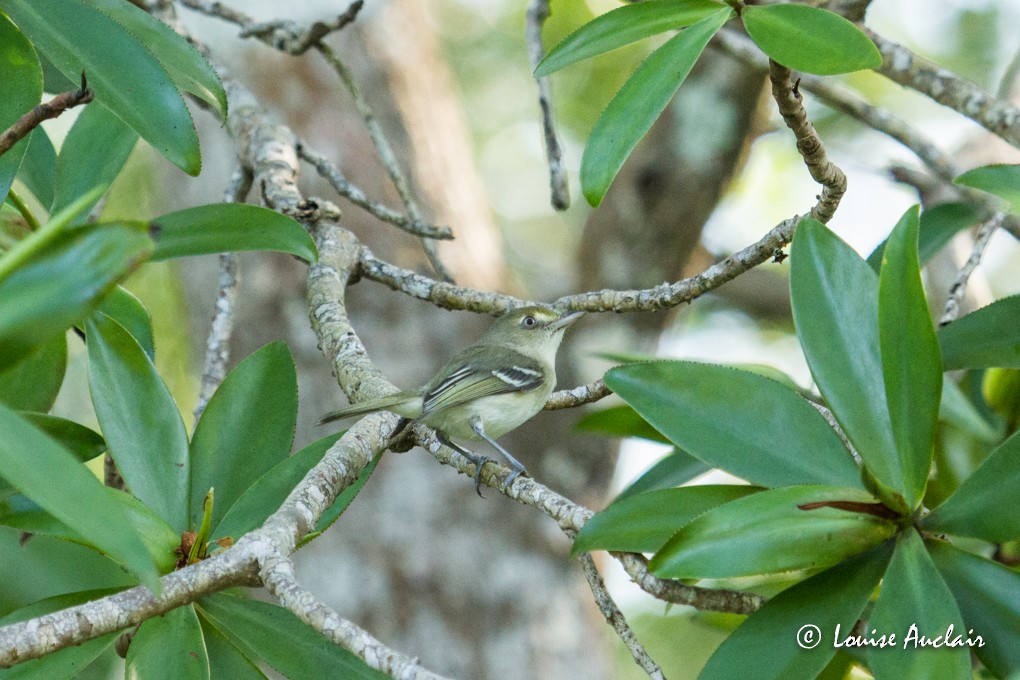 Mangrove Vireo - Louise Auclair
