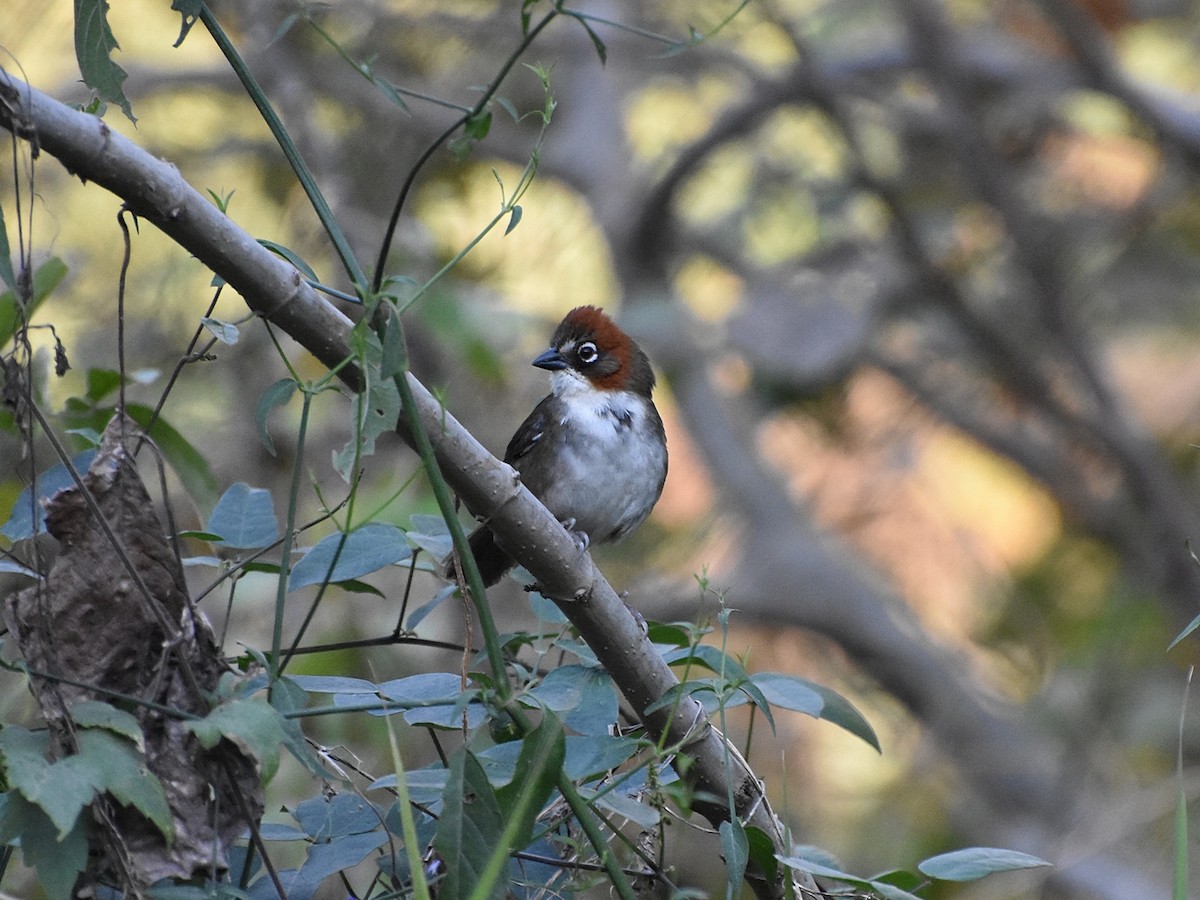 Rusty-crowned Ground-Sparrow - Joel Trick
