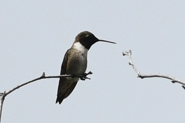 Black-chinned Hummingbird - ML246554001
