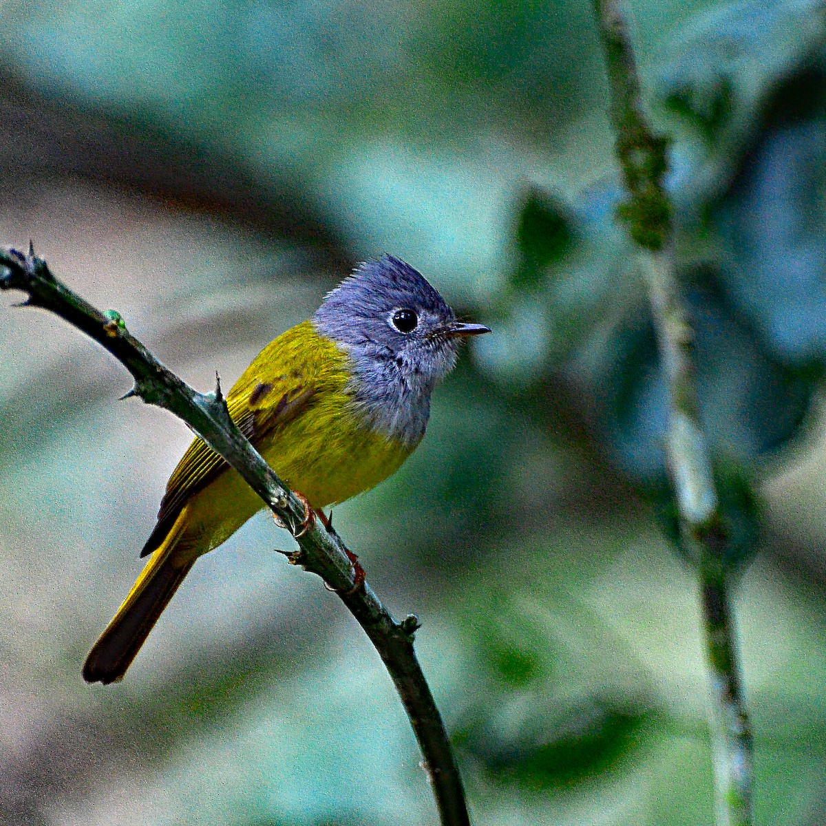 Gray-headed Canary-Flycatcher - David Hohmann