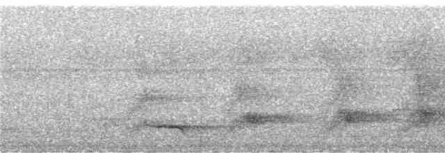 White-necked Thrush (Gray-flanked) - ML246564