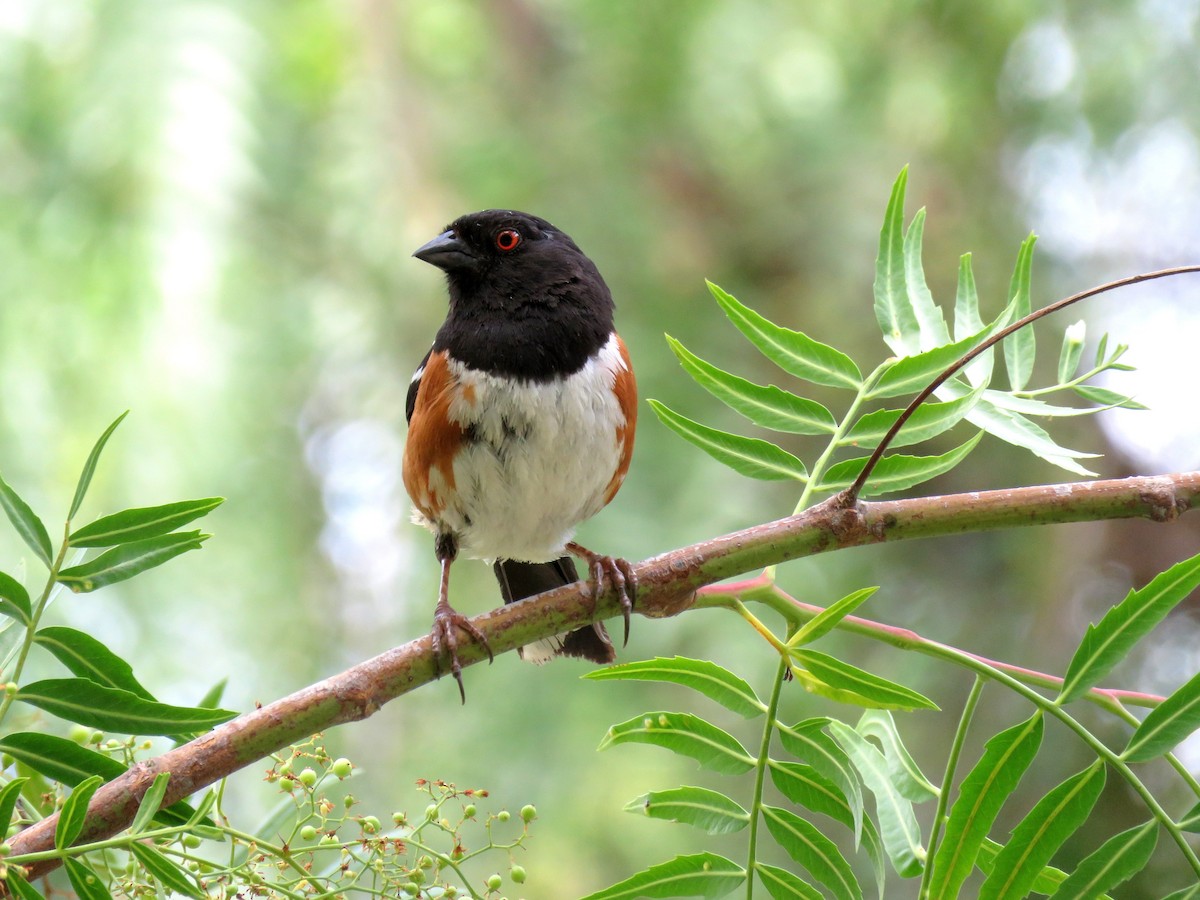 Spotted Towhee - John Toh