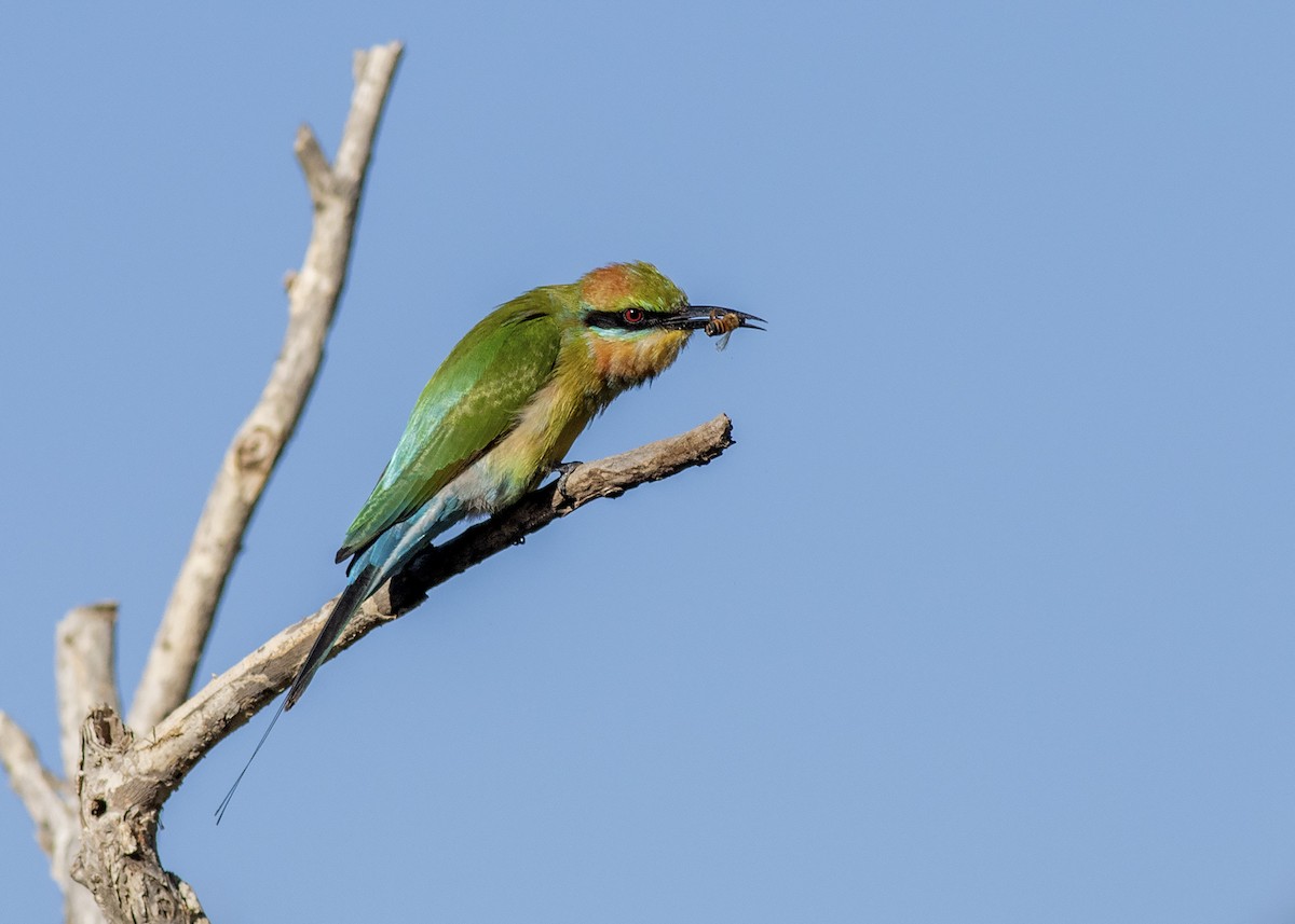 Rainbow Bee-eater - ML246569761
