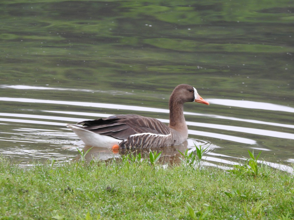 Greater White-fronted Goose - ML246573381
