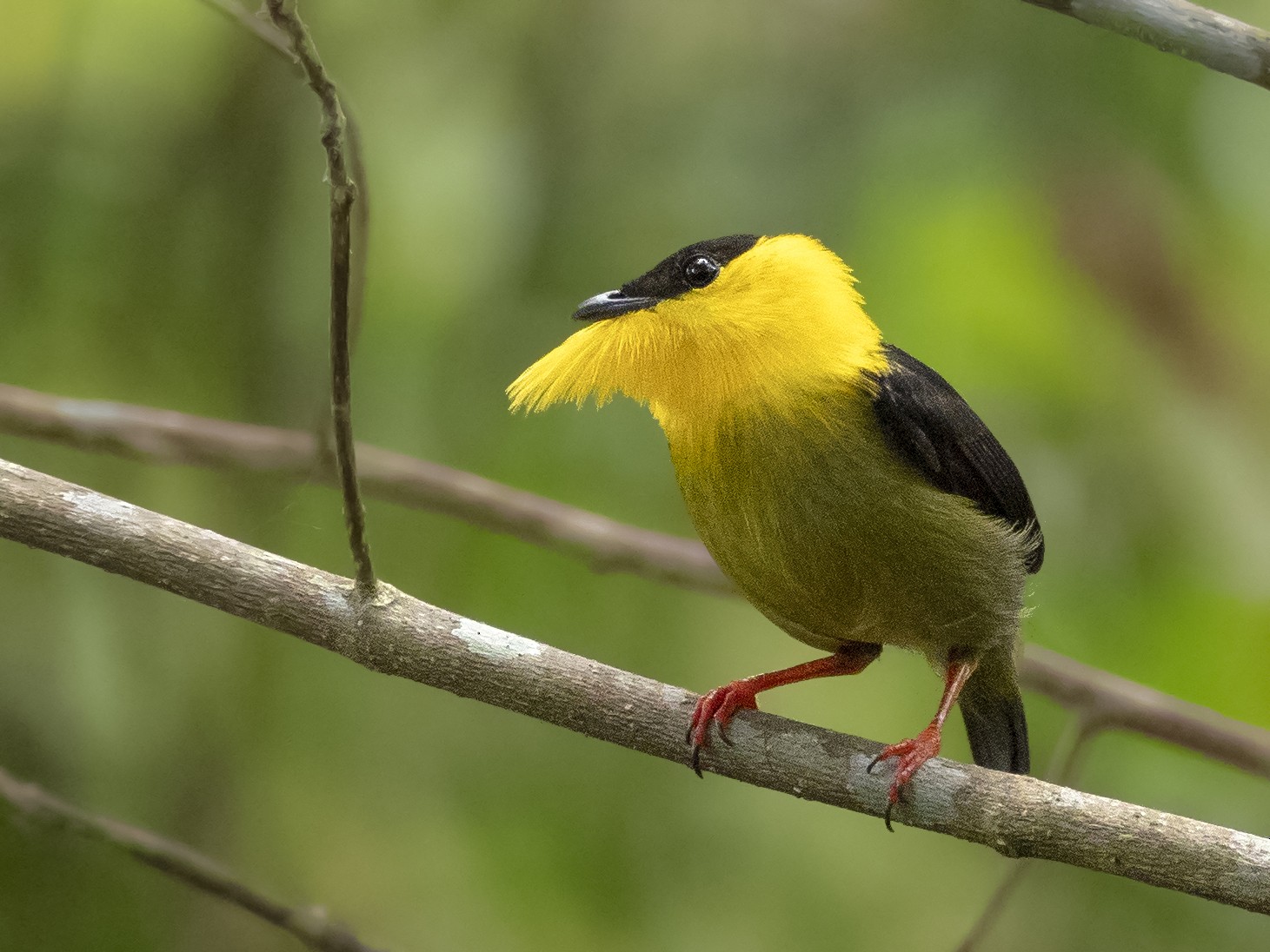 Golden-collared Manakin - Andres Vasquez Noboa - Tropical Birding Tours