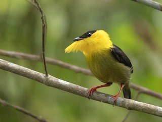 Adult male - ML246574281