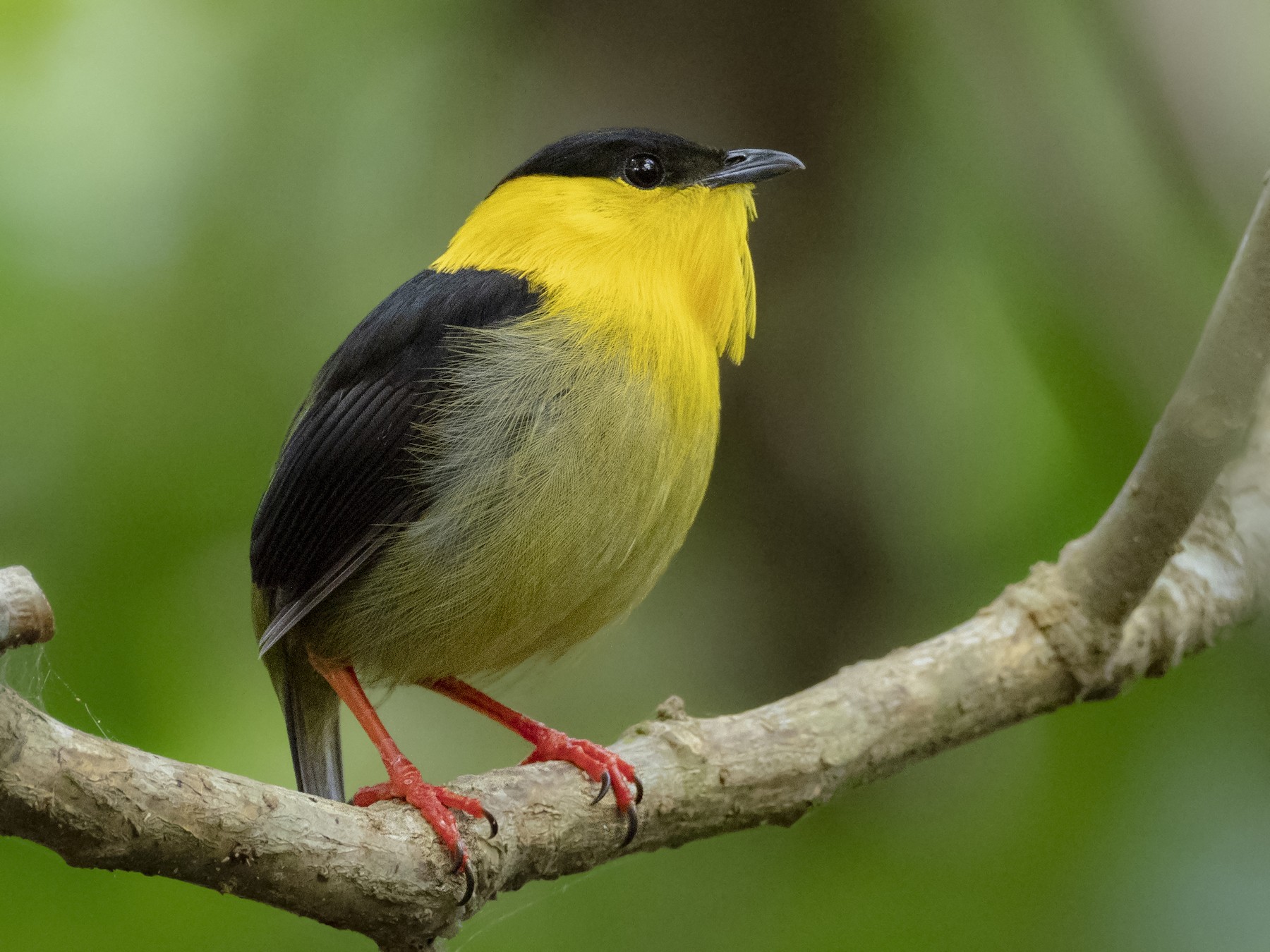 Goldencollared Manakin eBird