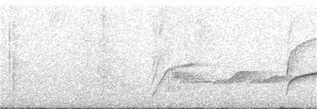 Weißbrauen-Dickichtschlüpfer - ML246575661