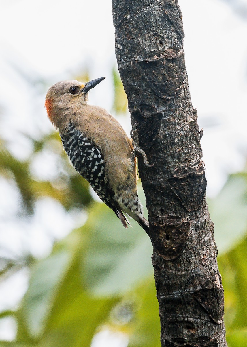 Red-crowned Woodpecker - ML246576521