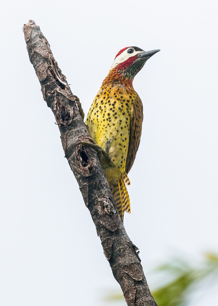 Spot-breasted Woodpecker - ML246577201