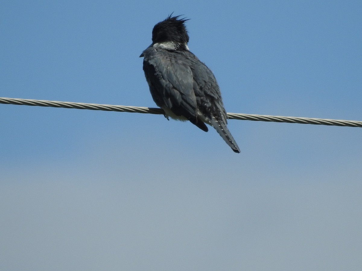Belted Kingfisher - ML246578091