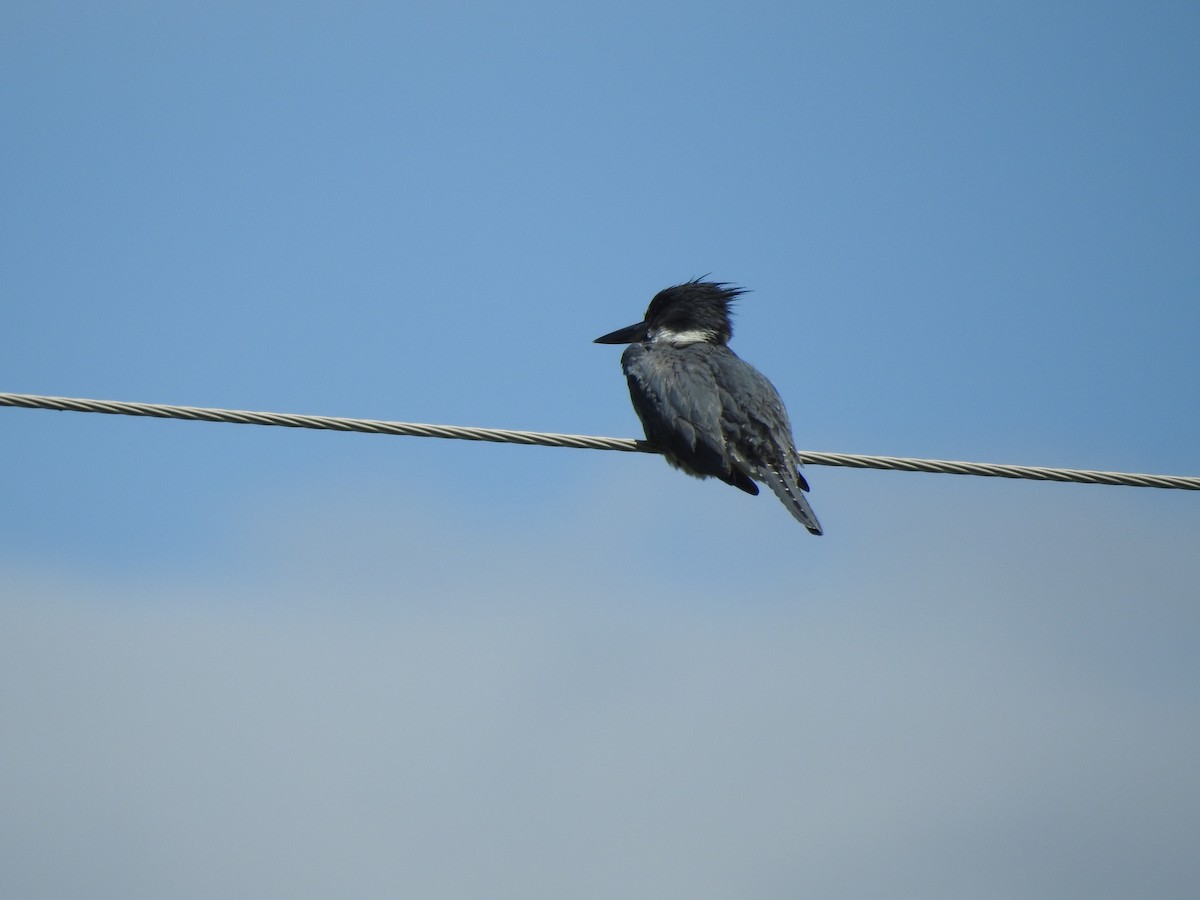 Belted Kingfisher - ML246578101