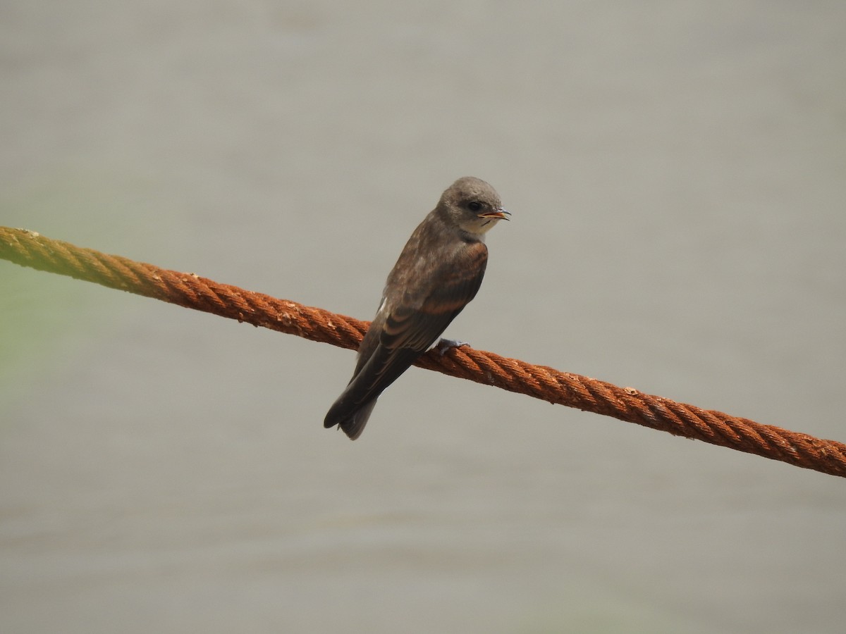 Northern Rough-winged Swallow - ML246579201