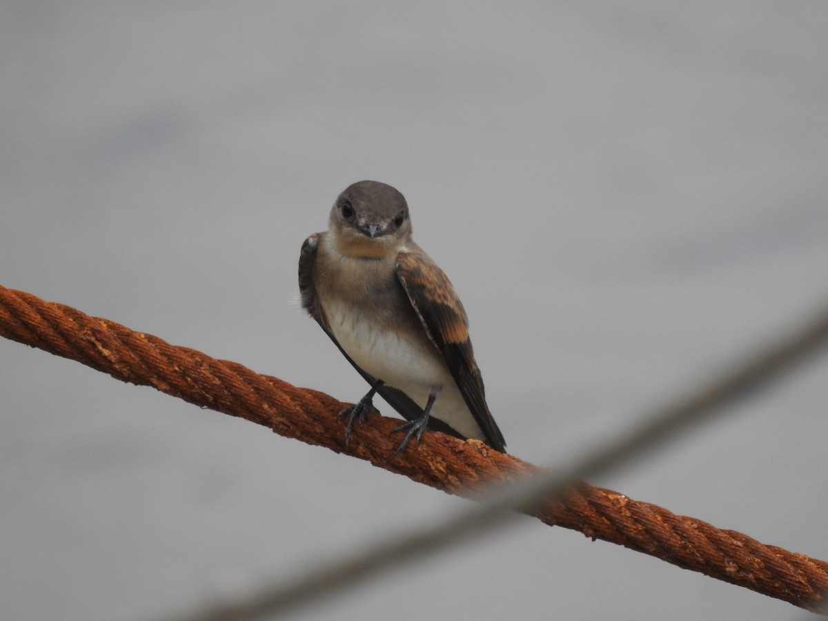 Northern Rough-winged Swallow - ML246579211