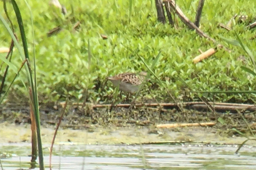 Least Sandpiper - Cory Gregory