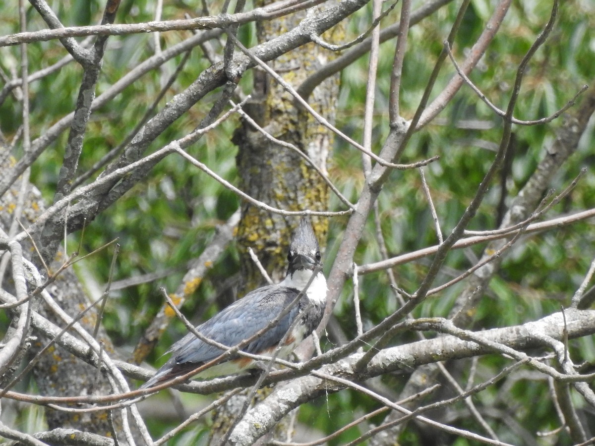 Belted Kingfisher - ML246580841