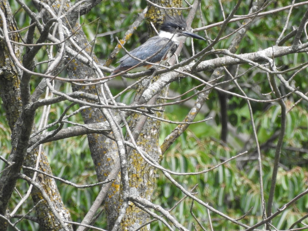 Belted Kingfisher - ML246580851