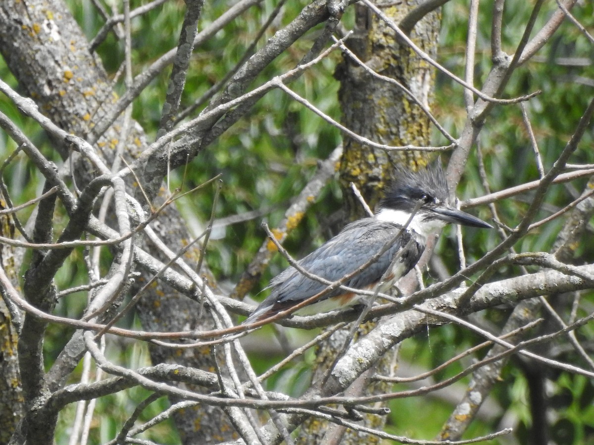 Belted Kingfisher - ML246580861