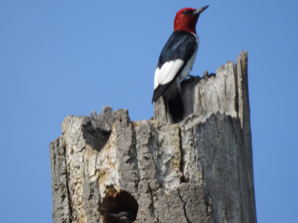 Red-headed Woodpecker - ML246580881
