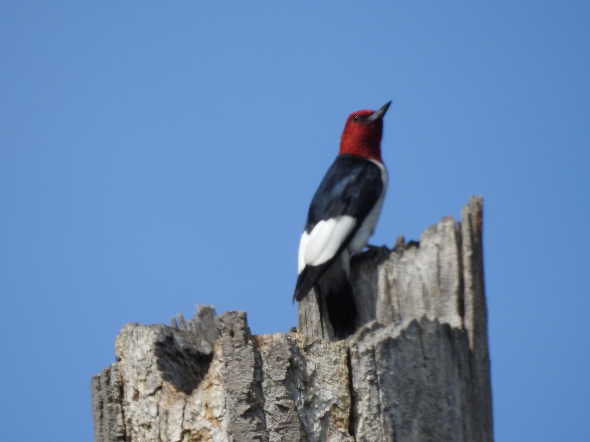 Red-headed Woodpecker - ML246580891