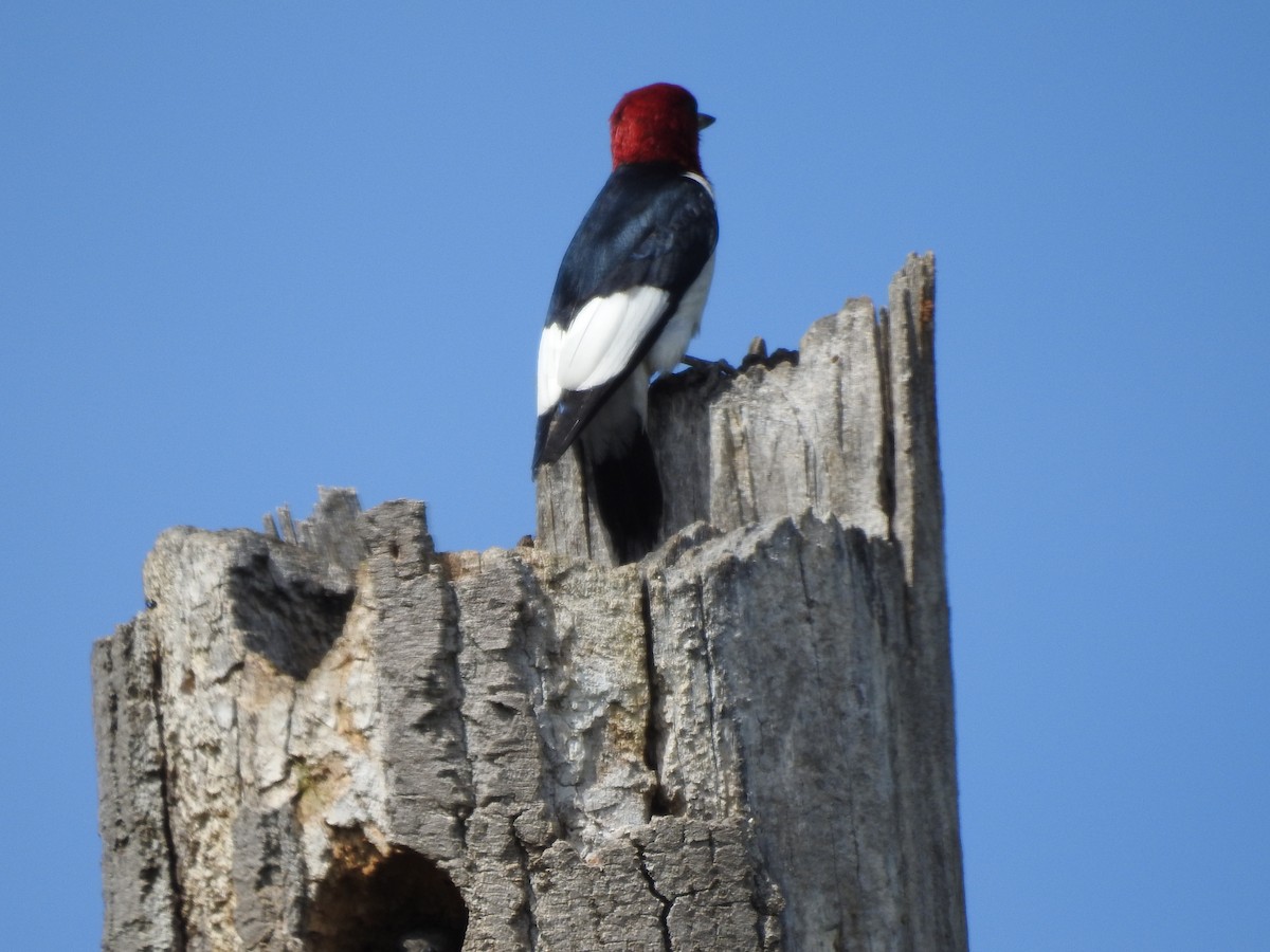 Red-headed Woodpecker - ML246580901