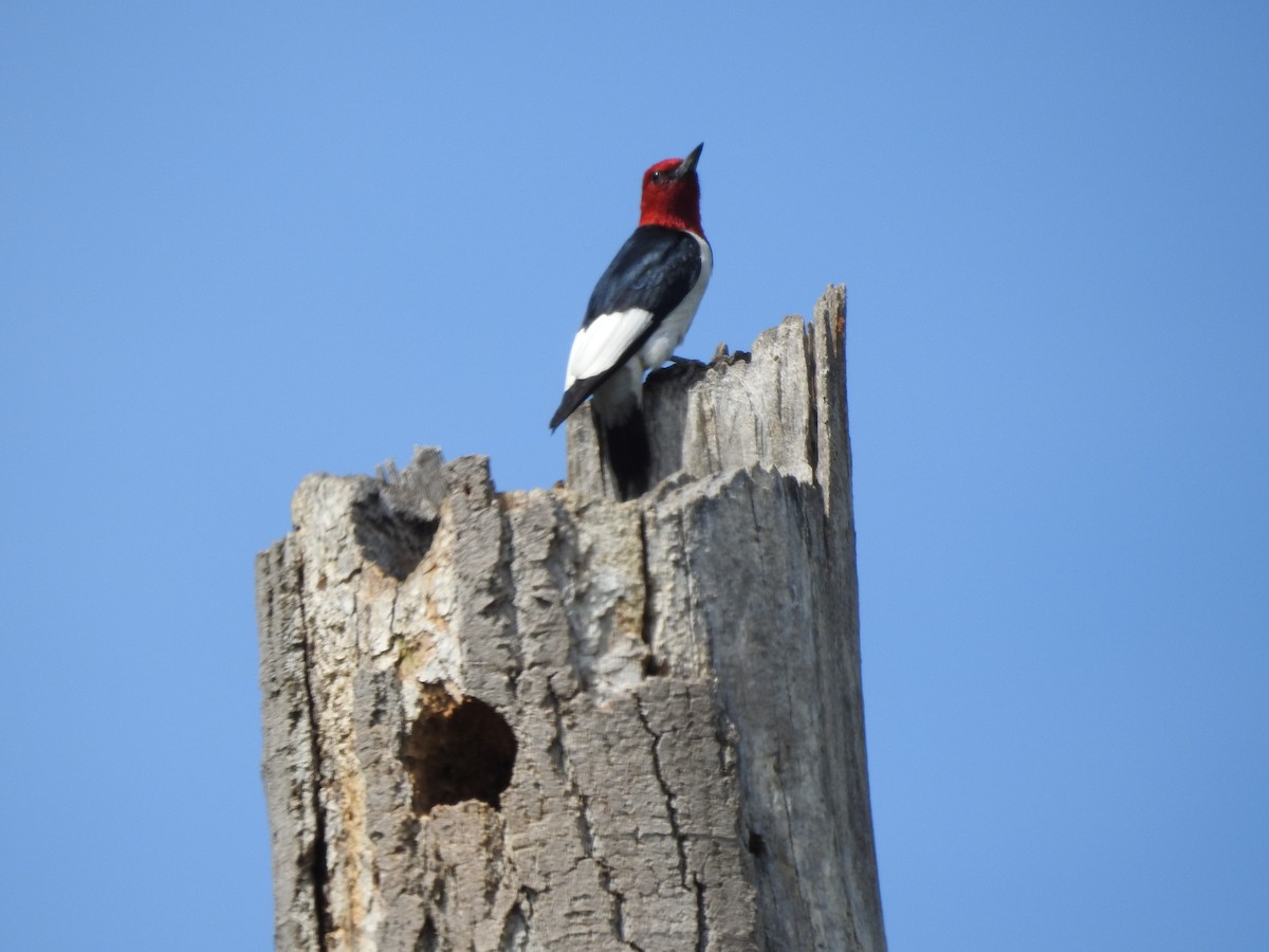 Red-headed Woodpecker - ML246580911