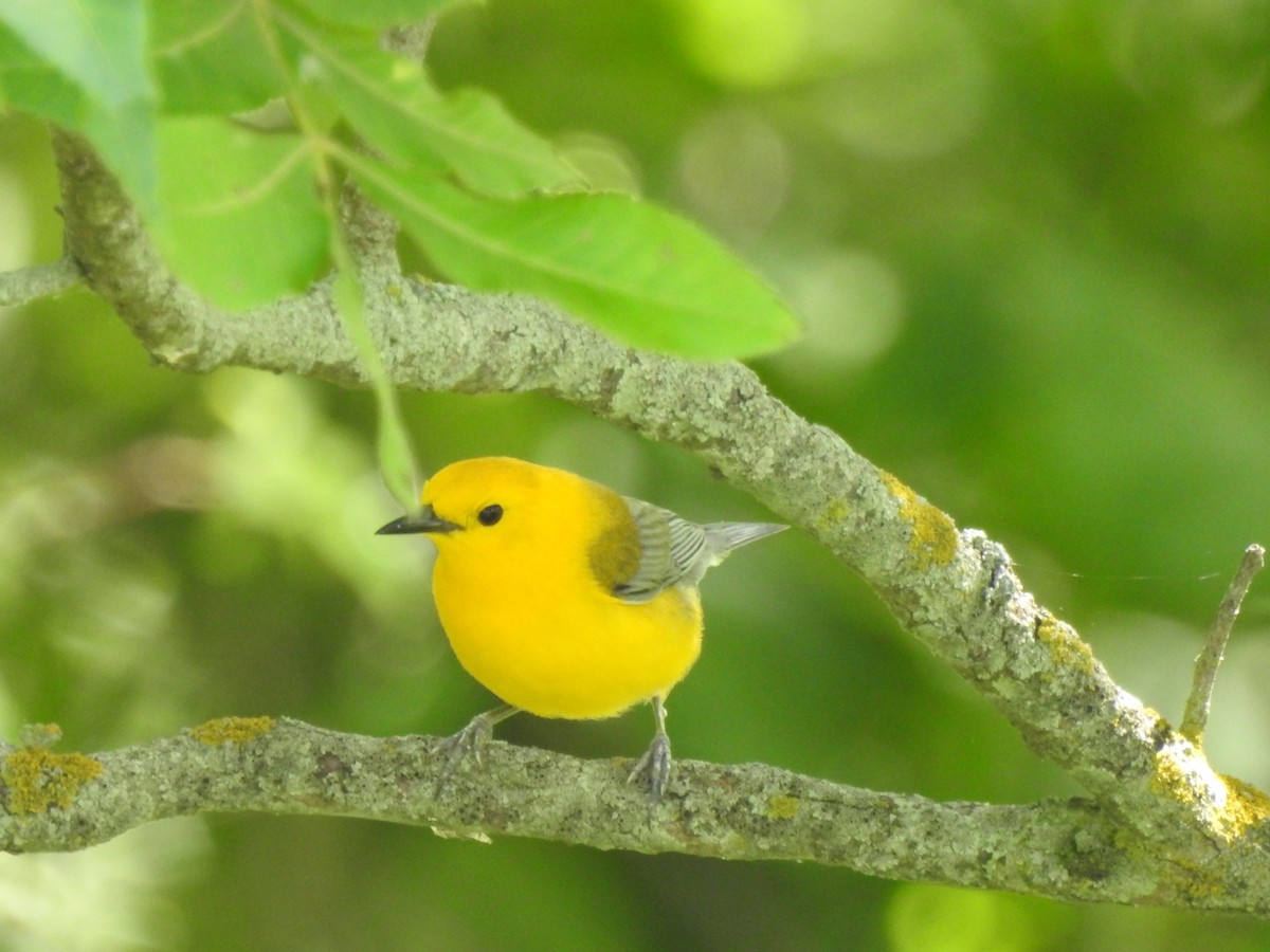 Prothonotary Warbler - ML246580981