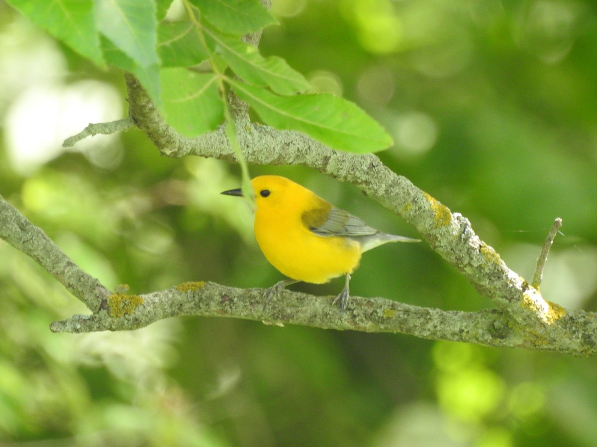 Prothonotary Warbler - ML246580991