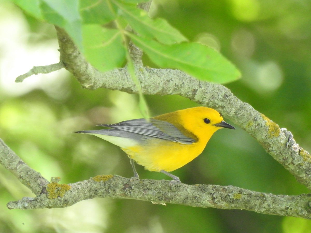Prothonotary Warbler - ML246581001