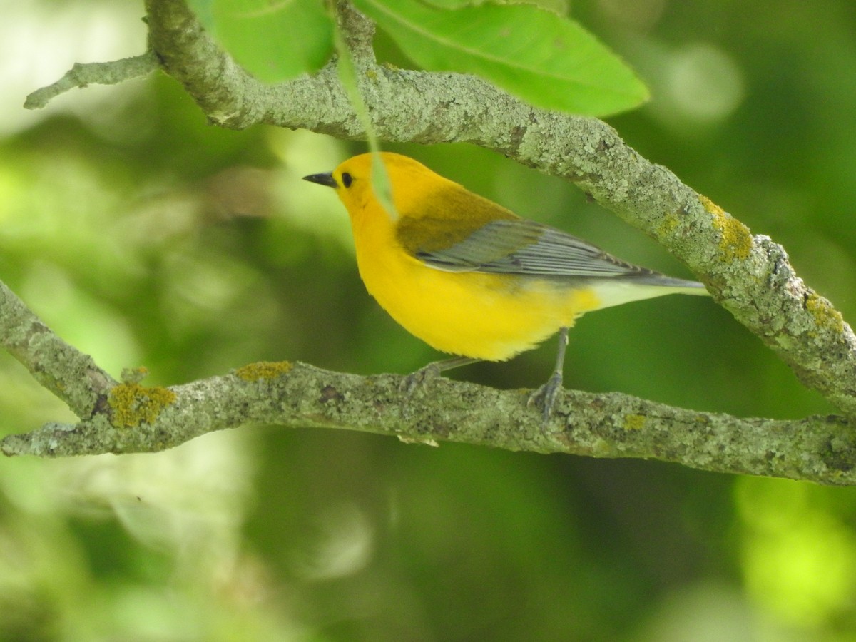 Prothonotary Warbler - ML246581011