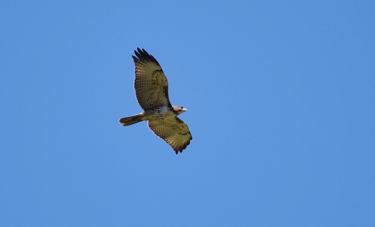 Red-tailed Hawk - Andy Reago &  Chrissy McClarren