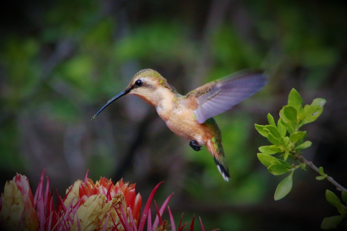 Lucifer Hummingbird - FELIPE SAN MARTIN