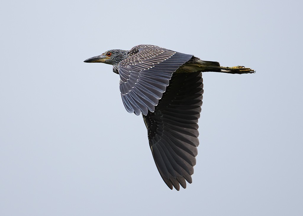 Yellow-crowned Night Heron - Charles Mills