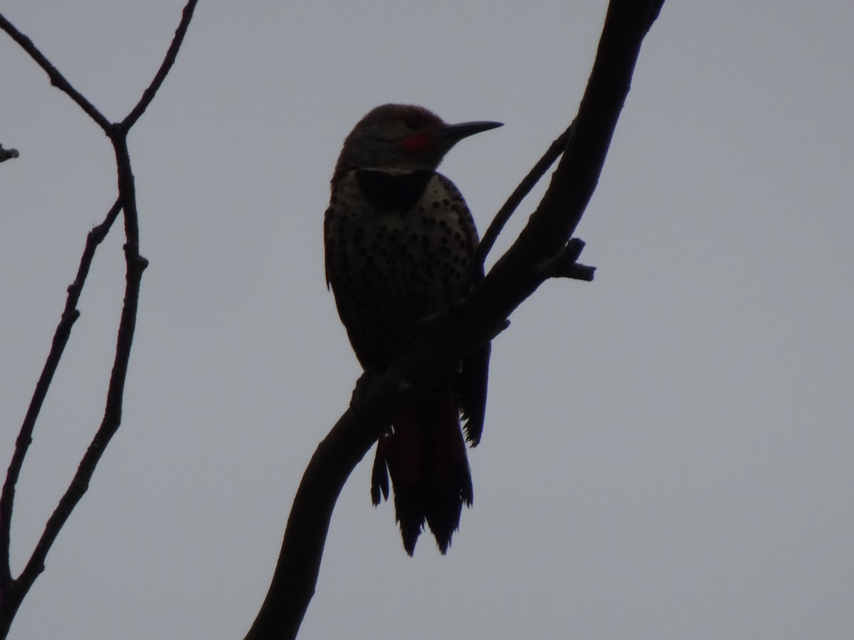 Northern Flicker (Red-shafted) - ML246587091